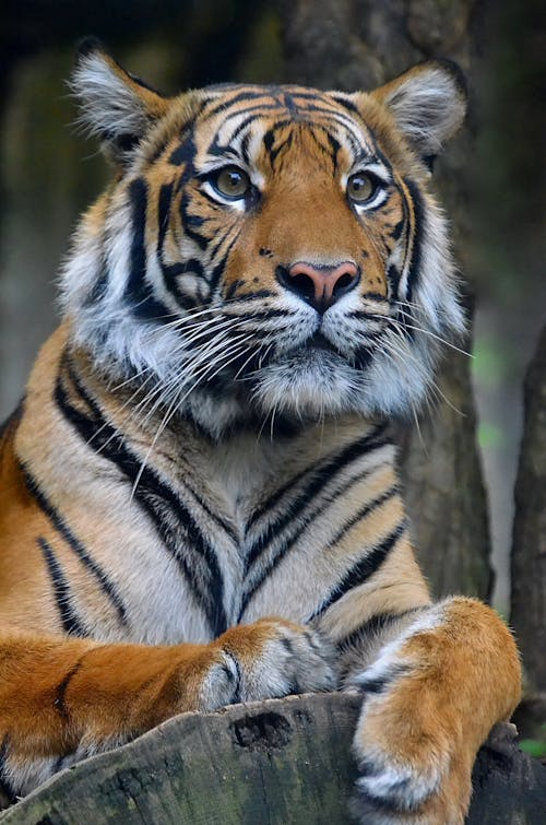 Photograph of a Tiger with White Whiskers