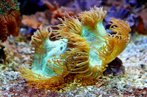 Free Close-Up Photograph of Sea Anemone Stock Photo