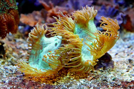 Close-up of a vibrant sea anemone under the sea, showcasing its colorful tentacles.