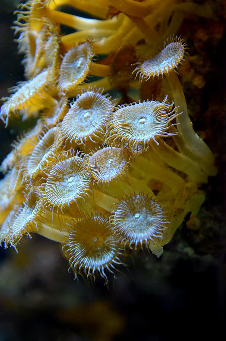 Close-up Of Sea Anemones