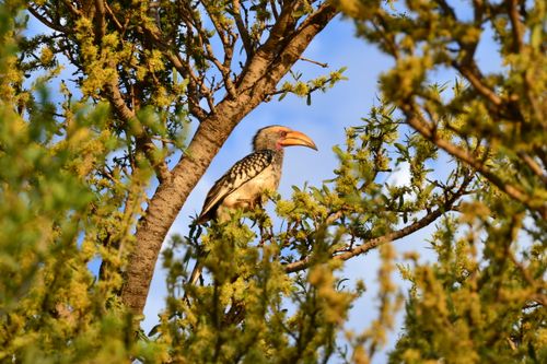 Free A yellow-billed hornbill perched on a tree branch in a sunlit savanna. Stock Photo