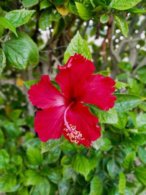 Gratis Hibisco Rojo En Flor Foto de stock