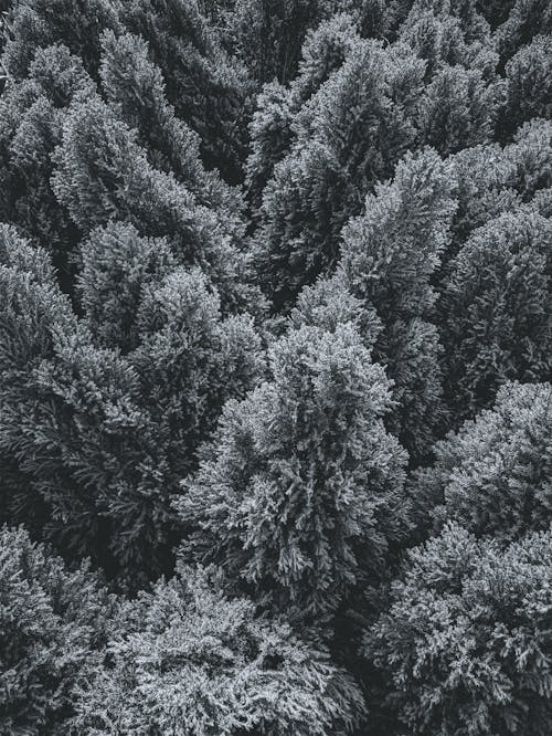 Kostnadsfri bild av barrträd, frost, gran