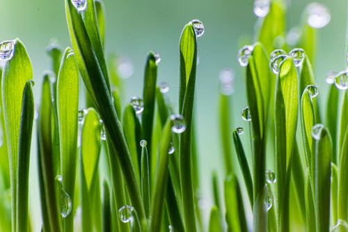 Free Water Droplets on Green Grass in Macro Photography Stock Photo