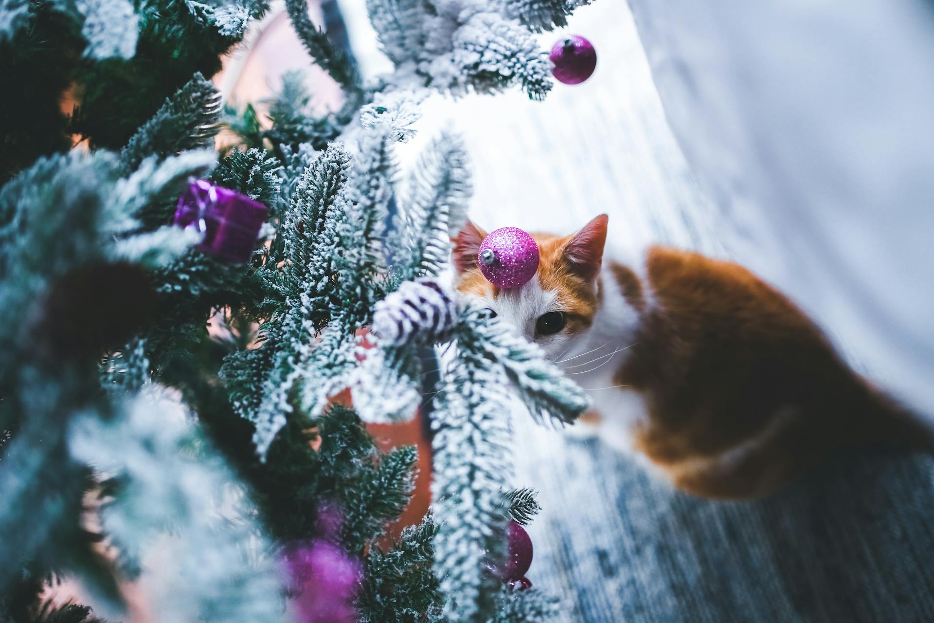 Cat under the Christmas Tree