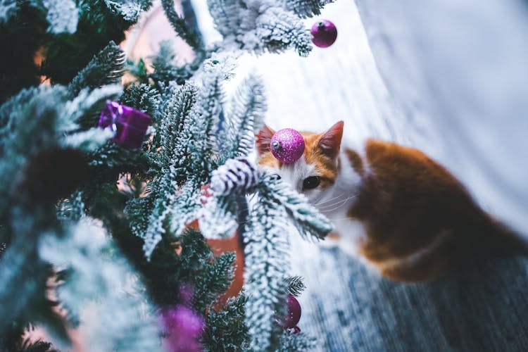 Cat Under The Christmas Tree