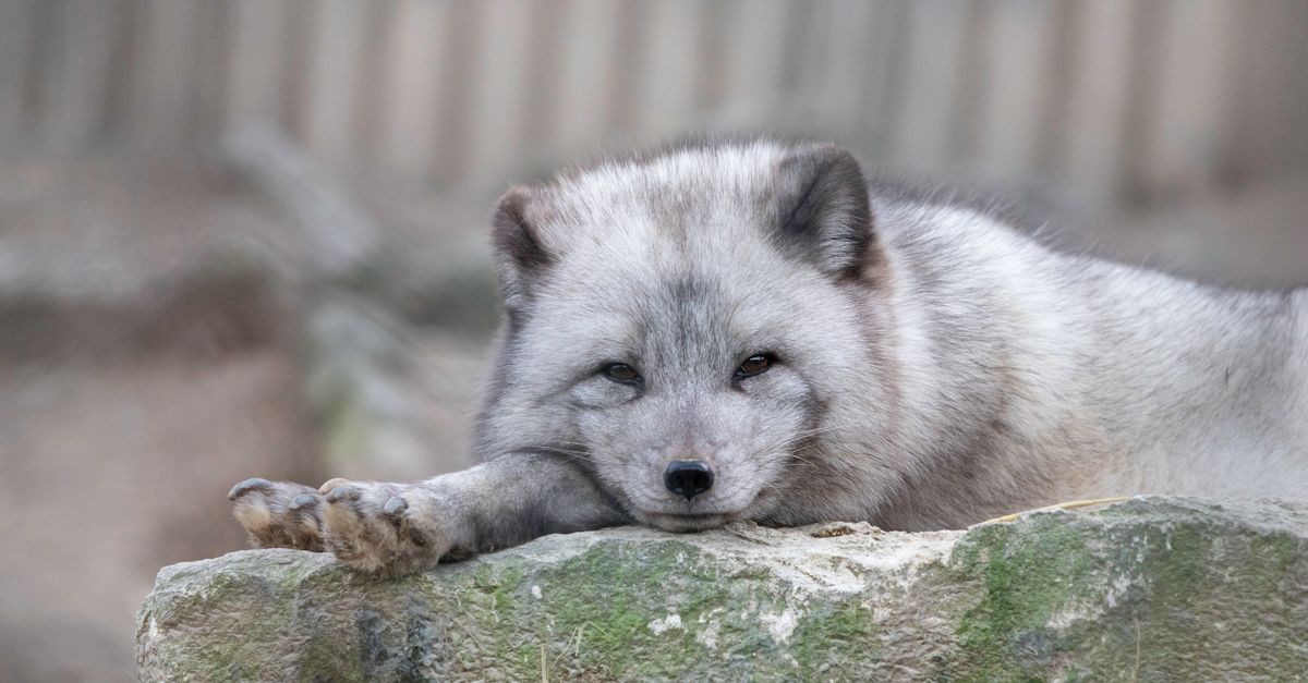 A Fox Lying on a Rock · Free Stock Photo