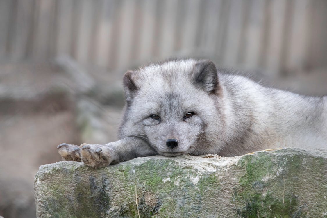 a white fox