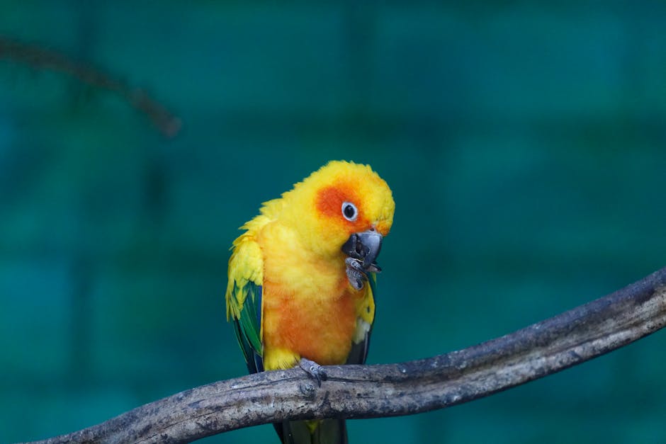 Cost of Buying and Maintaining a Conure Bird: conure bird expenses