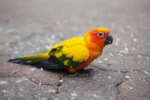 Close-Up Photo of a Conure Bird on the Ground
