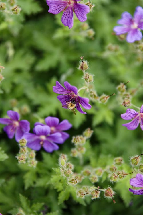 Close-Up Photo of a Bee on a Purple Flower