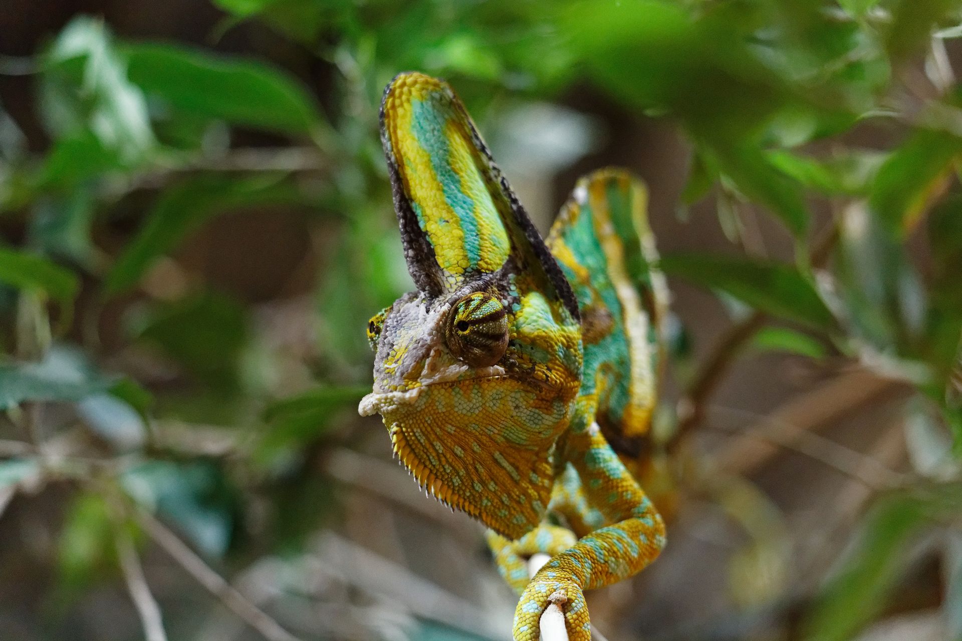 A detailed close-up of a colorful chameleon blending into its natural surroundings.