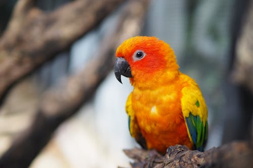 A Colorful Parrot on a Tree Branch