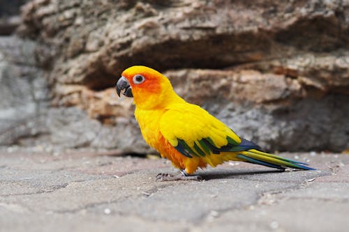 Free stock photo of bird, parrot, sun conure