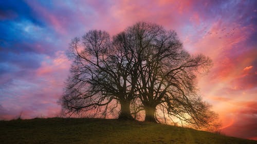 Základová fotografie zdarma na téma bezlistý, dramatická obloha, holé stromy