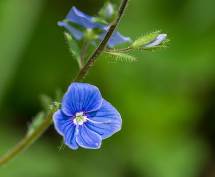 Blue Flower in Tilt Shift Lens