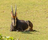 Brown and Black Sable Antelope on the Grass