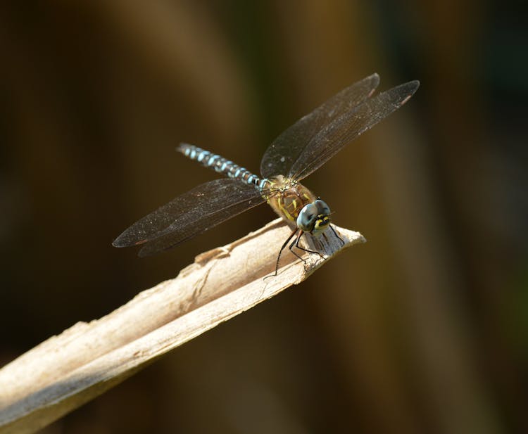 Macro Shot Of A Migrant Hawker Dragonfly On A Piece Of Wood