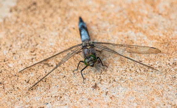 Close-up image of a dragonfly showcasing intricate wing details on a sandy background.
