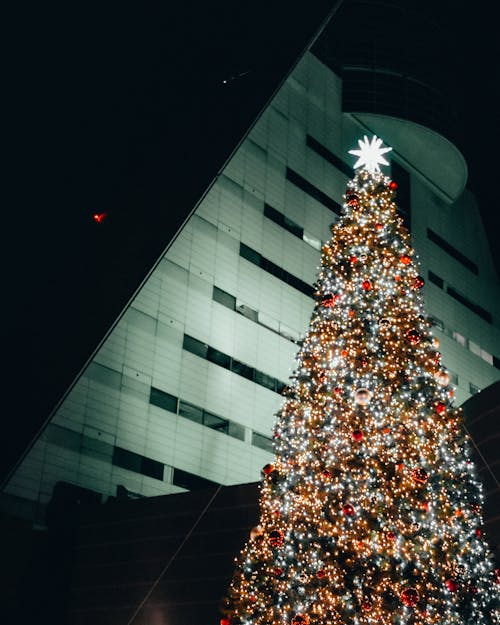 Free stock photo of beautiful, building, christmas