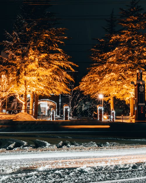 ağaçlar, aydınlatılmış, dikey atış içeren Ücretsiz stok fotoğraf