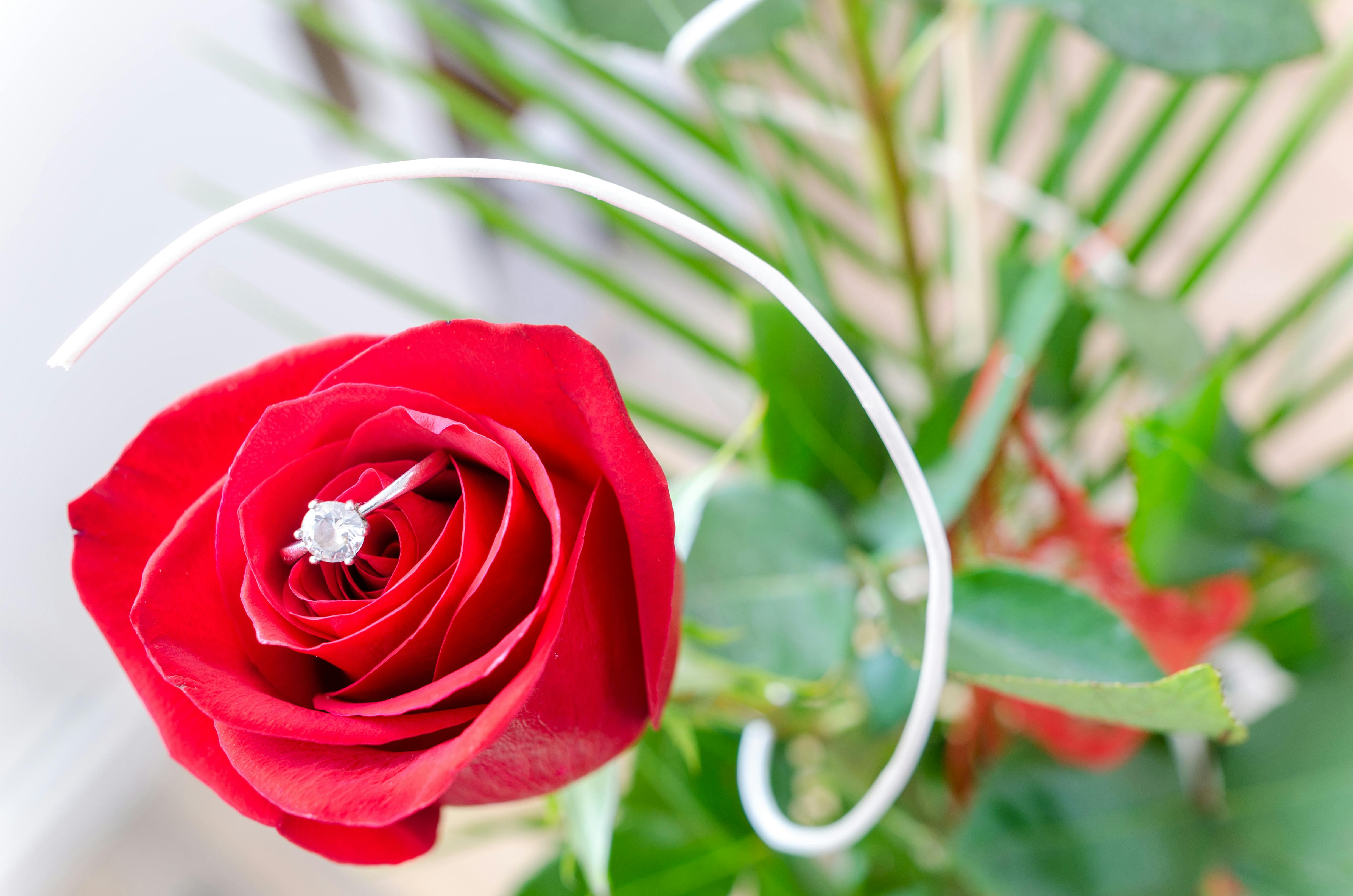 34 National Cancer Rose Day Stock Photos, High-Res Pictures, and Images -  Getty Images