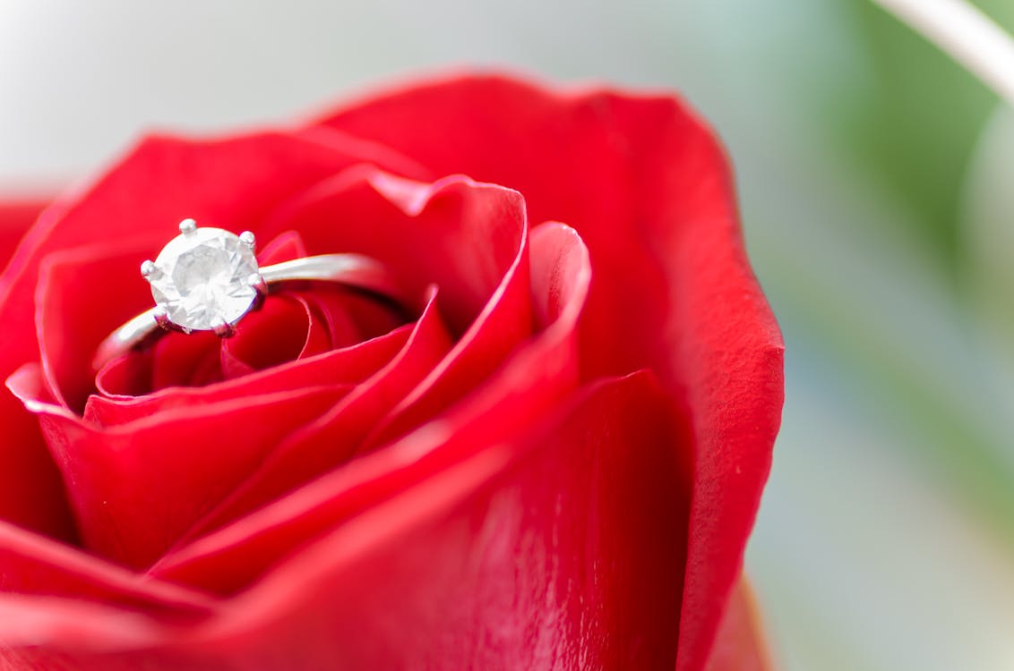 Free Silver-colored Ring in Rose Stock Photo