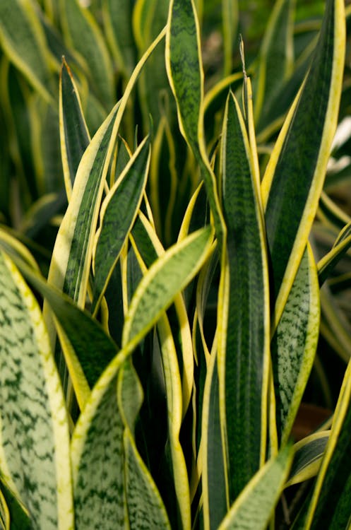 From above verdant lush sansevieria plant with long green leaves growing in light room