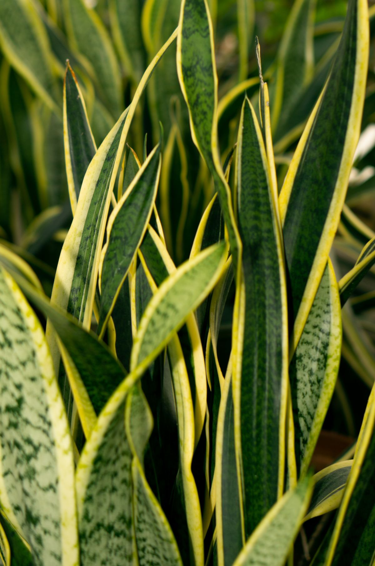 From above verdant lush sansevieria plant with long green leaves growing in light room