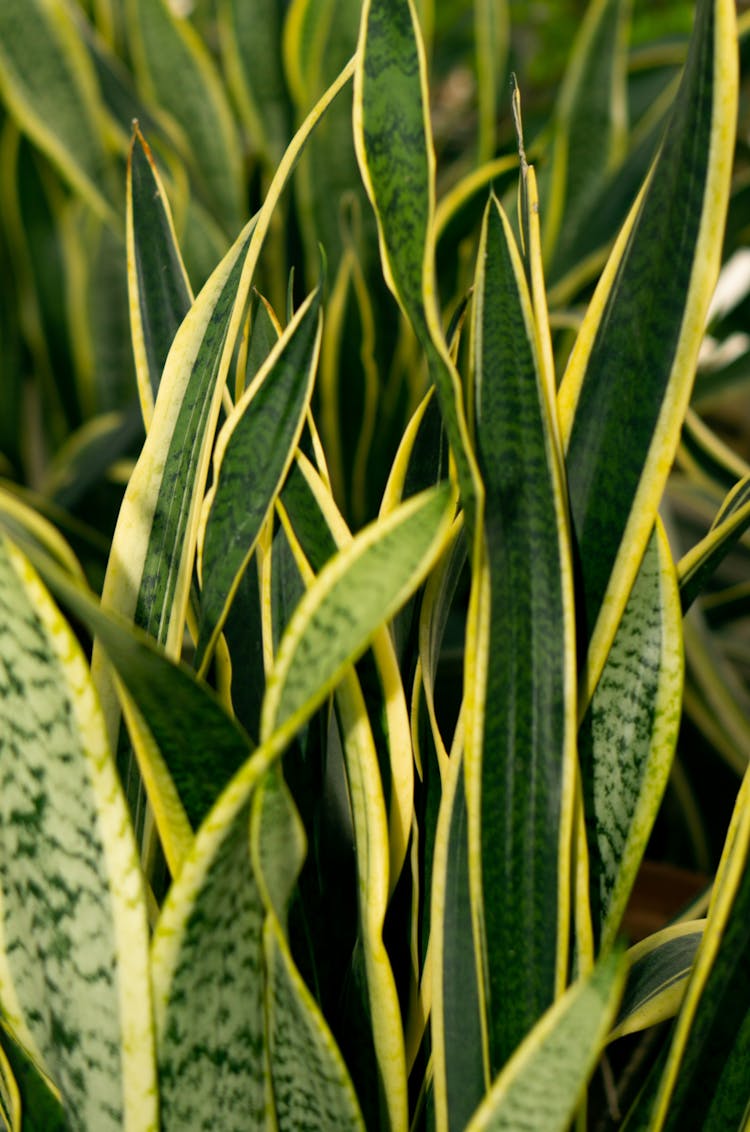 Lush Sansevieria Plant Leaves In Light Room