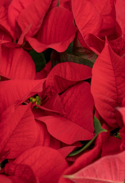 How to keep a poinsettia alive for years