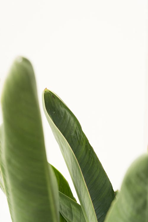 Close-Up Photo of Green Leaves with a White Background