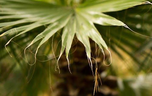 Close Up Shot of a Green Leaf