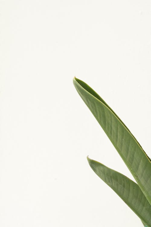 Green Leaves in Close-Up Photography