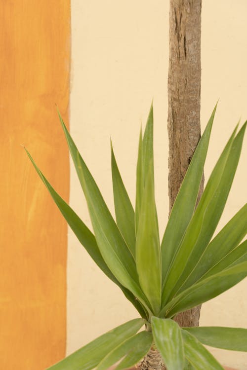 Darmowe zdjęcie z galerii z fotografia roślin, pionowy strzał, zielona roślina
