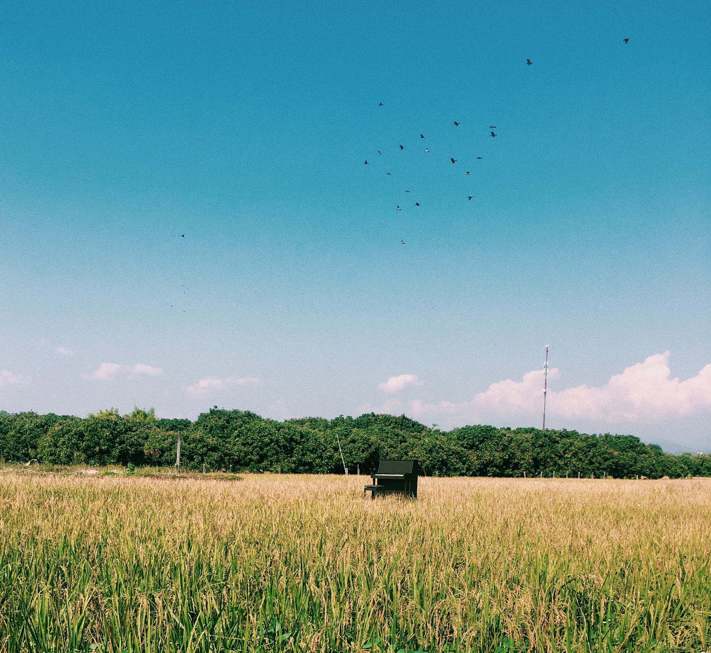 Green Grass Field Under the Blue Sky · Free Stock Photo