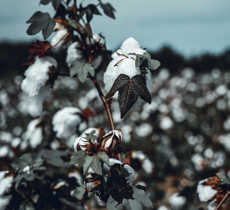 Close Up Shot Of A Cotton Plant