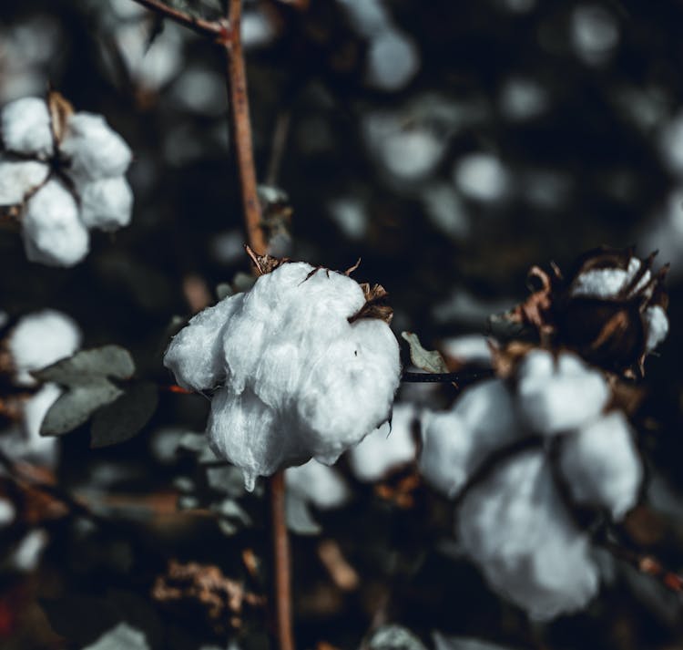 Wet Cotton Plants In The Field