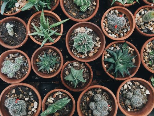 Free Top view of various succulents and cacti in terracotta pots, showcasing diverse species. Stock Photo