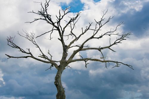 Free A striking bare tree set against a dramatic cloudy sky, showcasing nature's raw beauty. Stock Photo
