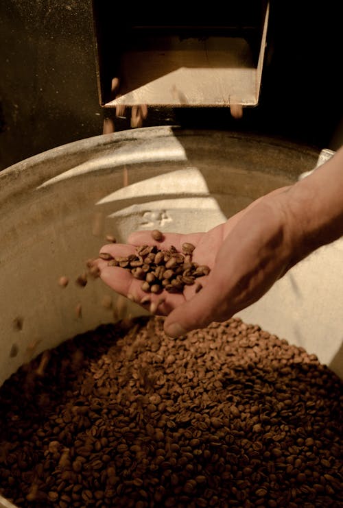 Person Holding Brown Coffee Beans Falling from Machine 