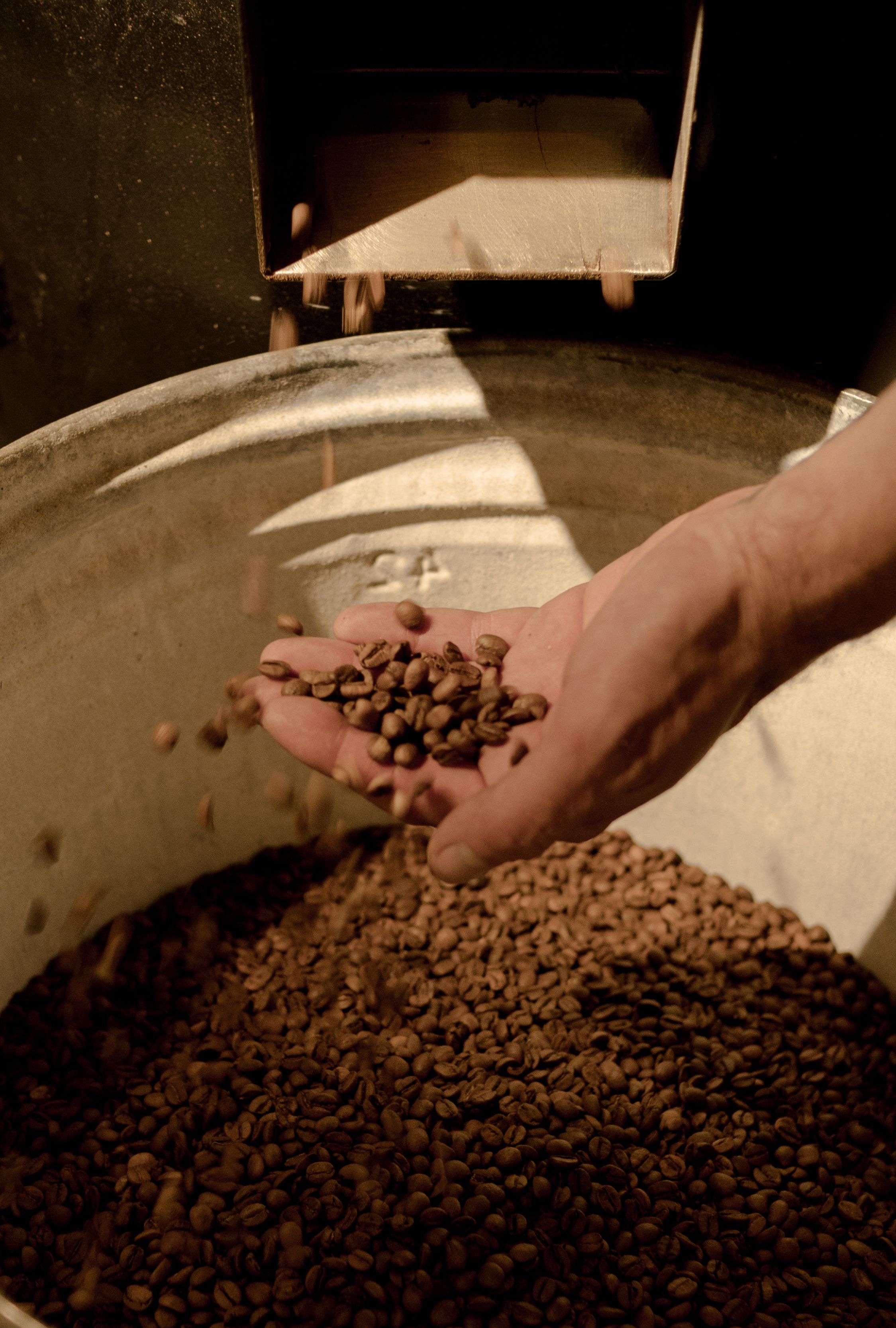 Freshly roasted beans in a roaster's hand