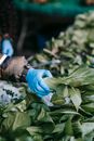 Crop unrecognizable farmer in gloves putting fresh spinach vegetables on counter of vegetarian store in street market