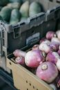 Colorful heap of raw whole turnips placed in containers on stall in local grocery market in vegetable section on blurred background