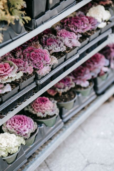 Tender purple ornamental cabbages in small pots presented on shelves in light supermarket
