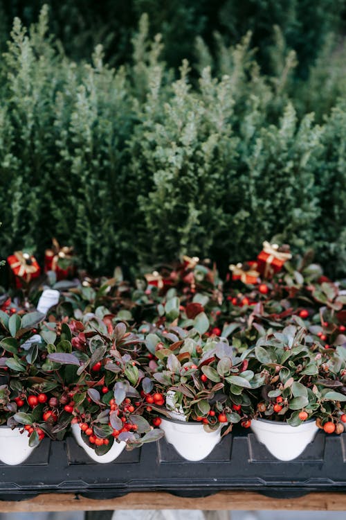 Verdant potted wintergreen plant with red berries placed on stall in local street bazaar