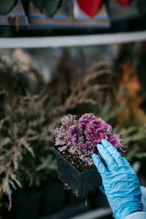 Free Crop anonymous person in latex gloves checking potted ornamental cabbage near shelf in street bazaar Stock Photo