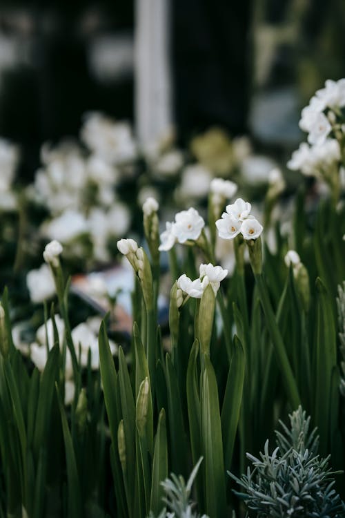 Flores Blancas Sobre La Hierba Verde