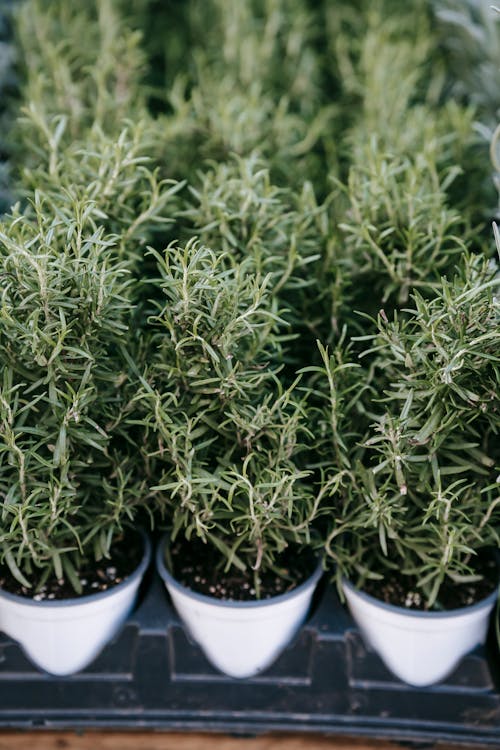 Verdant fragrant rosemary herb cultivated in small pots and placed on stall in local street market