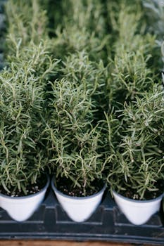 fresh rosemary image 3